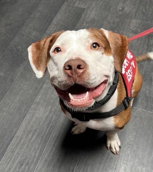 Dog Nutrition 101: Feeding Your Pup for Optimal Wellness image